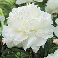 White peony plants near me. Double White Peony Direct Gardening