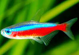 Berikut ini adalah ikan hias tanpa oksigen atau ikan hias kecil yang bisa bertahan tanpa oksigen tambahan, filter atau aerator di akuarium. Kenali 7 Jenis Ikan Hias Yang Bisa Kamu Pelihara Dalam Akuarium Blog Hotel Bobobox Indonesia