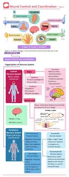All information on kidshealth® is for educational purposes only. Reflex Action And Reflex Arc Concepts Solved Questions And Videos