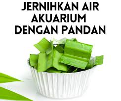 Cara menjernihkan air aquariun подробнее. Cara Jernihkan Air Aquarium Yang Keruh Tanpa Anti Klorin