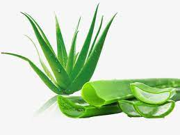 Free Droplets Fresh Aloe To Pull Material Drop Fresh Aloe Png Transparent Clipart Image And Psd File For Free Download Aloe Vera Leaf Aloe Aloe Vera