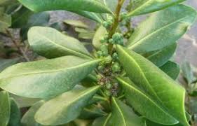 Image result for Zanthoxylum chalybeum