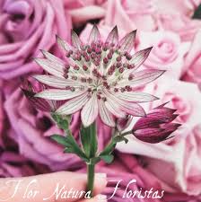 Flors Natura