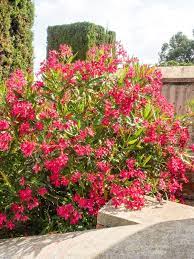 Lipstick Red Oleander Plant Nerium Oleander Pflanzen Mediterrane Pflanzen Baume Pflanzen