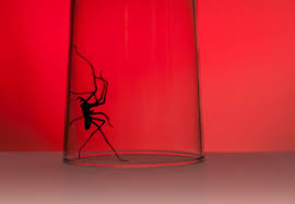Get rid of spider mites from plants with soap such as castile soap or other liquid dish soap. How To Get Rid Of Spiders Bob Vila