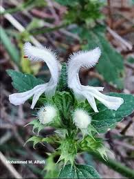 Image result for Leucas glabrata