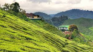 Cameron valley tea house cameron secrets discover camerons eco cameron travel & tours church of our lady of mount carmel tj nur travel and tours cameron highlands trail no. 15 Things To Do In Cameron Highlands For A Cool Getaway In Malaysia