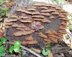 Image result for Phellinus gilvus