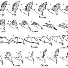 The Wingbeat Of The Long Eared Bat Plecotus Auritus Illustrating An Download Scientific Diagram F:/program/bin/iris.exe like a shortcut, because sometimes it does not attach as drive f: the wingbeat of the long eared bat