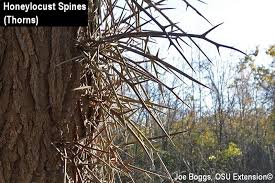 Bush honeysuckles are the 2nd most common woody invasive group of the fpcc. Honeylocusts And Mastodons Bygl