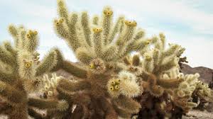 How To Grow A Cholla Cactus Plant ...