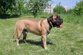 Cc's honky tonk woman and her 2nd litter. Cute Bullmastiff Puppy Is Standing On A Green Grass Pet Animals Stock Photo Picture And Royalty Free Image Image 128845981