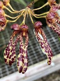 Image result for Bulbophyllum longiflorum