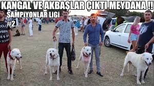 Kangal Ve Akbas Cikti Meydana Kangal Alabai Rottweiler Akbas K I F Etkinligi Sampiyonlarligi 2 Youtube