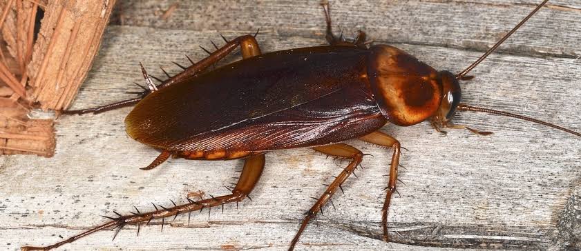 Are Cockroaches Dangerous? Asthma, Allergies and Food Contamination