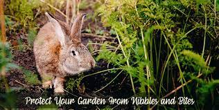 How to protect your garden from pests. 10 Easy Ways To Protect Your Garden From Common Animals And Pests Part 1