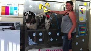 Petmate makes a variety of pet products for dogs, cats, chickens & other small furry friends! Gympie West Store K9000 Dog Wash Testimonial Youtube