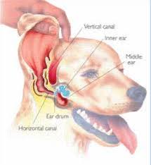 8106 brodie ln ste 102, austin, tx 78745. What Is The Best Way To Clean My Dog S Ears Canine Skin Solutions Dog Anatomy Veterinary Pet Care