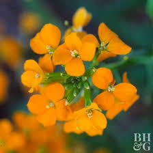 Dear gopher families, i would like to begin this message by saying thank you! 15 Top Native Plants Of The Pacific Northwest Better Homes Gardens