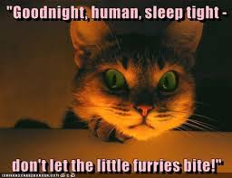 Good night meme images are the best way to fresh your mind. Goodnight Human Sleep Tight Lolcats Lol Cat Memes Funny Cats Funny Cat Pictures With Words On Them Funny Pictures Lol Cat Memes Lol Cats