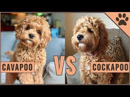 How big do cavapoos get? Cavapoo Vs Cockapoo Compare Two Poodle Mix Breeds Youtube Poodle Mix Breeds Cavapoo Cockapoo Dog