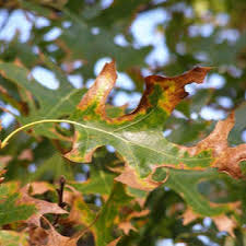 The reason it is best to prune your oak tree in the winter months is because of a disease that gets spread to live tissue in the summer months. Oak Wilt An Aggressive Disease That Kills Thousands Of Trees Vermont Invasives