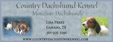 Dachshund puppies for sale southern illinois. Www Countrydachshundkennel Com Dachshund Puppy Miniature Dog Breeder Dachshund Puppies For Sale