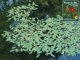Image result for Potamogetonaceae