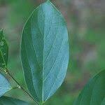 Image result for Celtis zenkeri