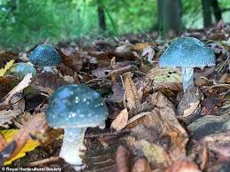 Here are garden solutions, based at ballencrieff farm, longniddry, we understand the therapeutic. Scientists Say A Rainy End To Summer And Start Of Autumn Has Created Perfect Conditions For Fungi Daily Mail Online