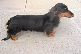 He is approximately 1.2 inch ( 3 cm ) long and 0.6 inch ( 1.5 cm ) tall. Black And Tan Long Haired Dachshund Black And Tan Miniature Dachshund Breed Long Haired Dachshund Dachshund