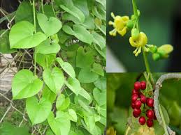 Image result for Tinospora