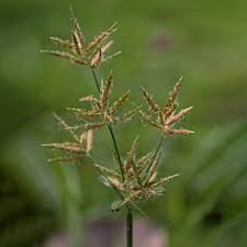 Image result for Cyperus denudatus