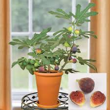When choosing where in your home to keep your ficus for the winter, look for a place that gets lots of sunlight. How To Grow And Fruit Figs In Your Garden Or Container