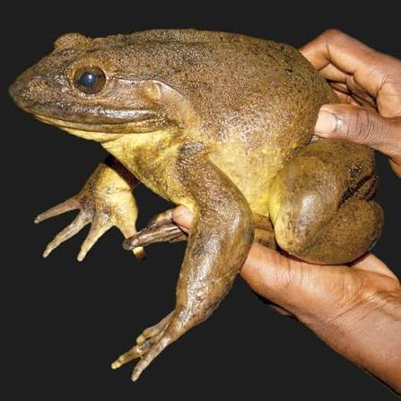 Evrim - Günümüzde yaşayan en büyük kurbağa: Goliath Kurbağası. Goliath  kurbağalarının boyları 32 santimetreye, ağırlıkları 3-4 kilograma kadar  ulaşabilir. Bu tür, Kamerun ve Gine'de çok geniş olmayan bir alanda yaşar.  Fakat, yaşam