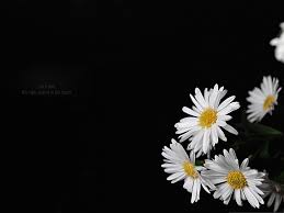 Find edit download simple black and white patterns for free on vecteezy. Flowers Picture Blooming Little Flowers Put Against White Flowers With Black Background 2048x1536 Wallpaper Teahub Io