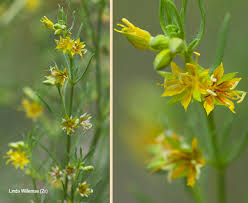 Image result for Vahlia