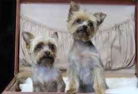 Dental model canine teeth cuspid tooth replicas root endo file files practice x1. Everything You Need To Know About Your Newborn Yorkie Puppy Yorkie Passion