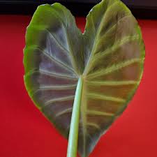 Image result for Remusatia