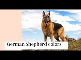 The coat of a german shepherd can also be blue or liver, although these colors are less standard. German Shepherd Colors German Shepherd Colors Black And Silver Youtube