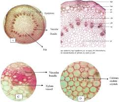 Image result for Struchium