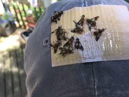Maybe you would like to learn more about one of these? Deer Flies Happy Act