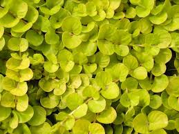 Image result for Lysimachia