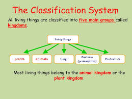 Classification Lesson Objective To Understand How Organisms