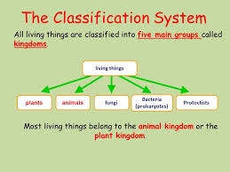 classification lesson objective to understand how organisms