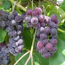 Double a vineyards is the leading online distributor for grape vines, berries, willow and hops, also carrying growing accessories and books. Buy Fredonia Grape Vines For Sale Double A Vineyards