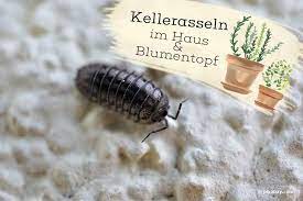 Ameisenköderdose zur anwendung im haus und auf der terrasse. Kellerasseln Im Haus Und Im Blumentopf Sind Sie Schadlich