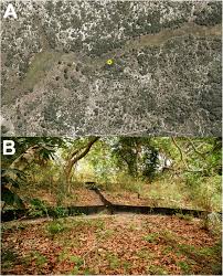 Image result for Berlinia orientalis