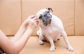 Dogs with mutilated ears (something we should never allow) tend to get dirty more often. 6 Easy Dog Ear Cleaning Tips You Should Try Bechewy