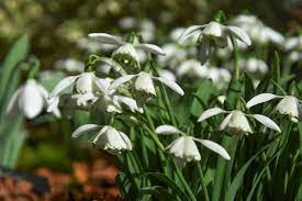 Noted For Its Strong Garden Performance Galanthus Lady Beatrix Stanley Produces Fully Double Nodding In 2021 Spring Flowering Bulbs Deciduous Trees Fragrant Plant